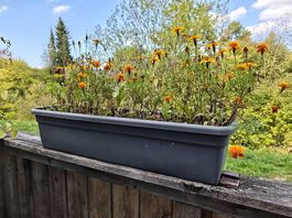 Balkonkisten 70cm Anthrazit - Wasserreservoir 17 Stück.