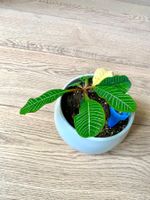 Exotic Pflantzen