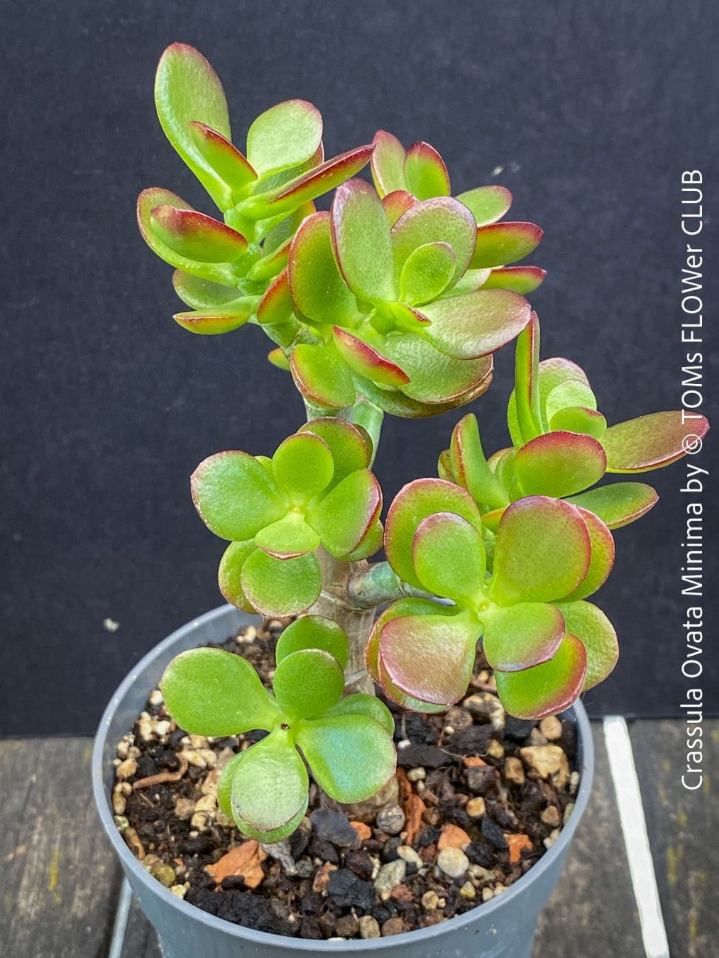 Piante & sementi: CRASSULA OVATA MINIMA - Kompakter Geldbaum – Nuovo e nell'imballaggio originale da Adliswil venduto da TAKEYOURPLANT