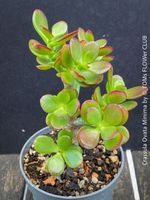 CRASSULA OVATA MINIMA - Kompakter Geldbaum