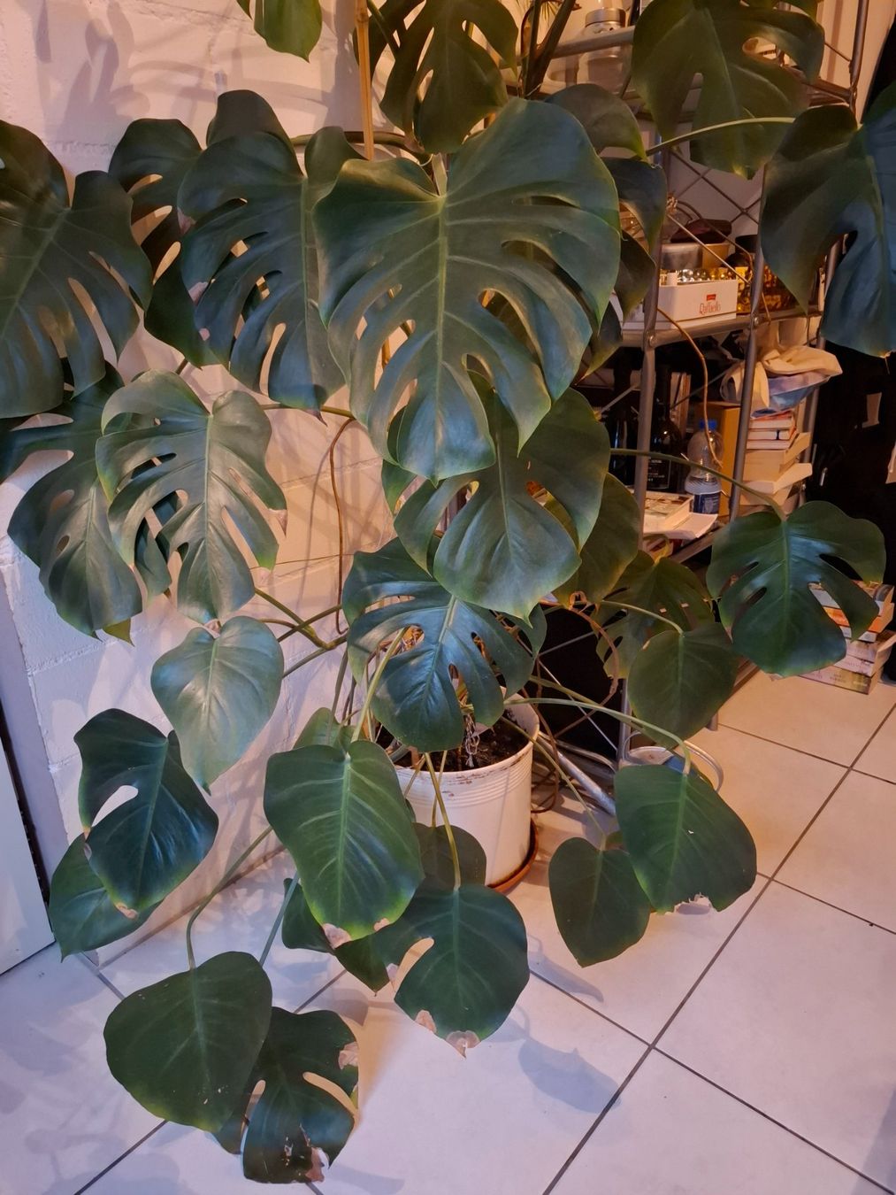 Piante & sementi: Monstera Pflanze – Usato da Mettmenstetten venduto da xxx14 1