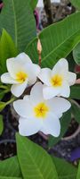 Plumeria / Frangipani Bilzzard