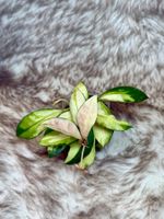 Hoya walliniana variegata