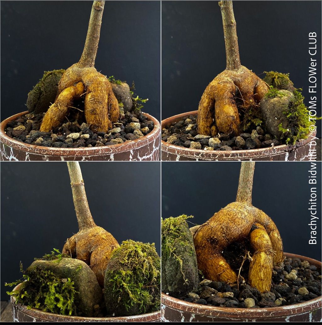 Piante & sementi: Brachychiton Bidwillii - Bonsai Bäumchen - Flaschenbaum – Nuovo e nell'imballaggio originale da Adliswil venduto da astom369 6