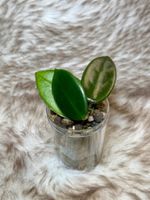 Hoya vangviengiensis