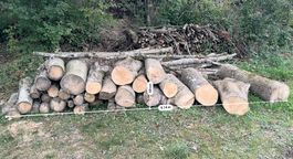Holz Esche - Laubholz