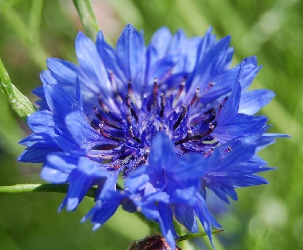 Pflanzen & Samen: 200 Samen Kornblume BLUE BOY – Neu (gemäss Beschreibung) aus Ehrendingen von VerveinaSamen 7
