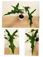 Alocasia Sabrina Narrow