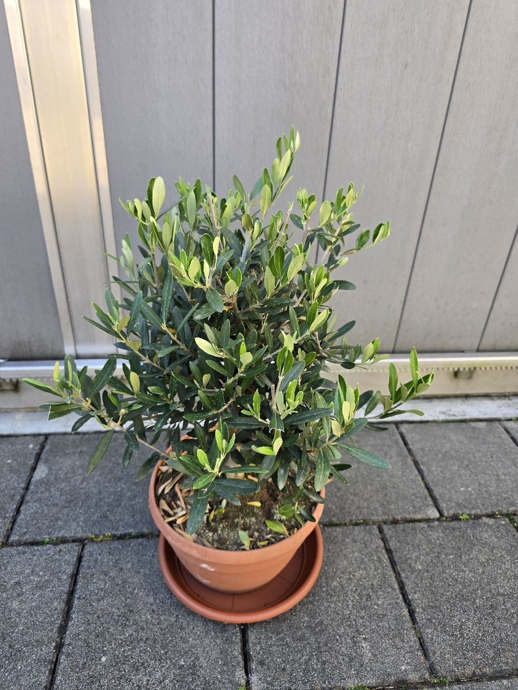 Pflanzen & Samen: Wunderschöner Olivenbaum im Bonsai-Sti – Gebraucht aus Aarburg von popkorn65 4