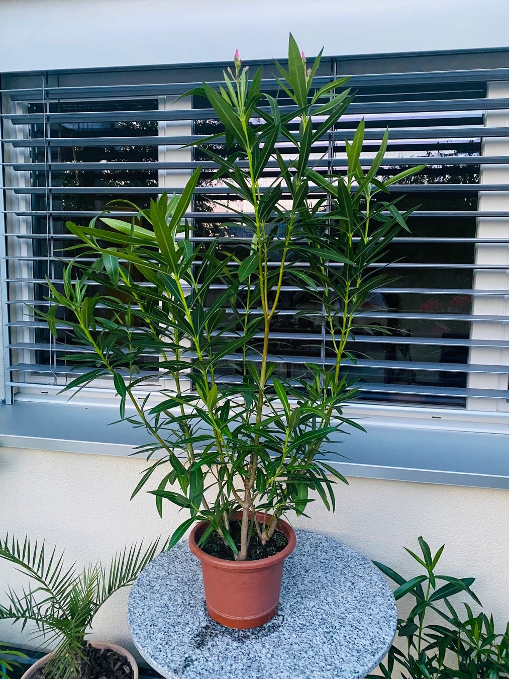 Plantes & graines: Oleander rosa, Höhe 120 cm – Neuf (Voir description) à Alchenflüh par smart-