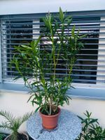 Oleander rosa, Höhe 120 cm