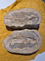 Fossilien, Fischfossil Rarität Sammlerstück, in Steinknolle