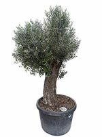 Aktion - Olivenbaum "Olea Europea 19“ Versand möglich