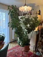 schöne hochgewachsene grossblätt. Zimmerpflanze „Schefflera“