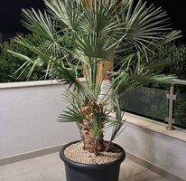 Zwergpalme (Chamaerops humilis) -  Makellose Premium-Palme