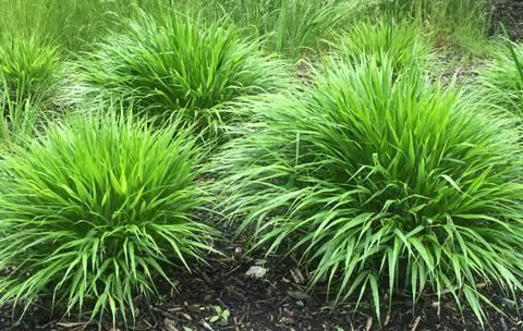 Piante & sementi: Herbe du Japon 2x – Nuovo (secondo la descrizione) da Bremblens venduto da FIBONACCI369