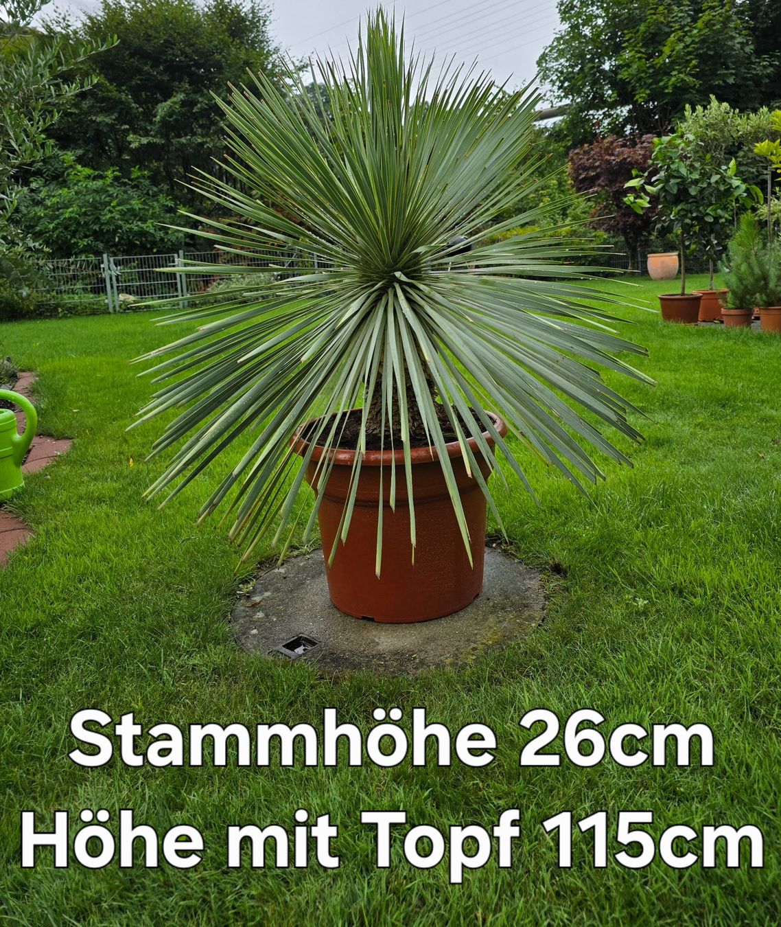 Yucca rostrata (blue Swan) Palme (Neu (gemss Beschreibung)) in Aarburg fr  CHF 255  nur Abholung auf Ricardo kaufen