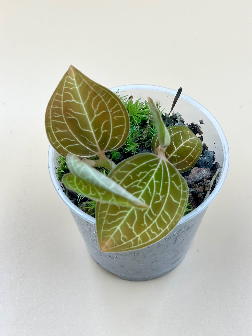 Piante & sementi: Juwelorchidee – Nuovo (secondo la descrizione) da Zürich venduto da Leafscape