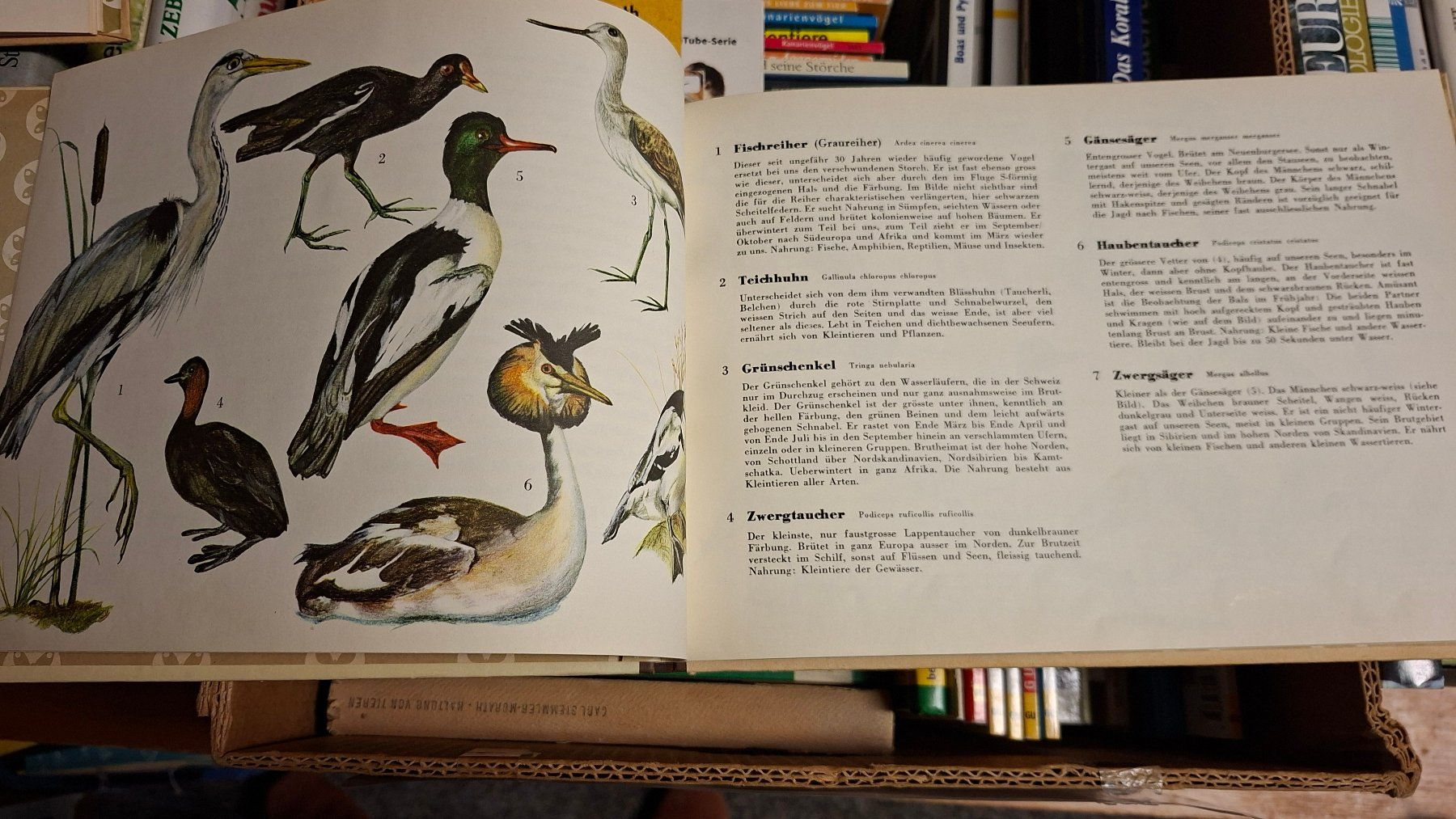 Libri: "Einheimische Vögel" 2 Bände – Usato da Dietikon venduto da Buchantiqdietikon 2