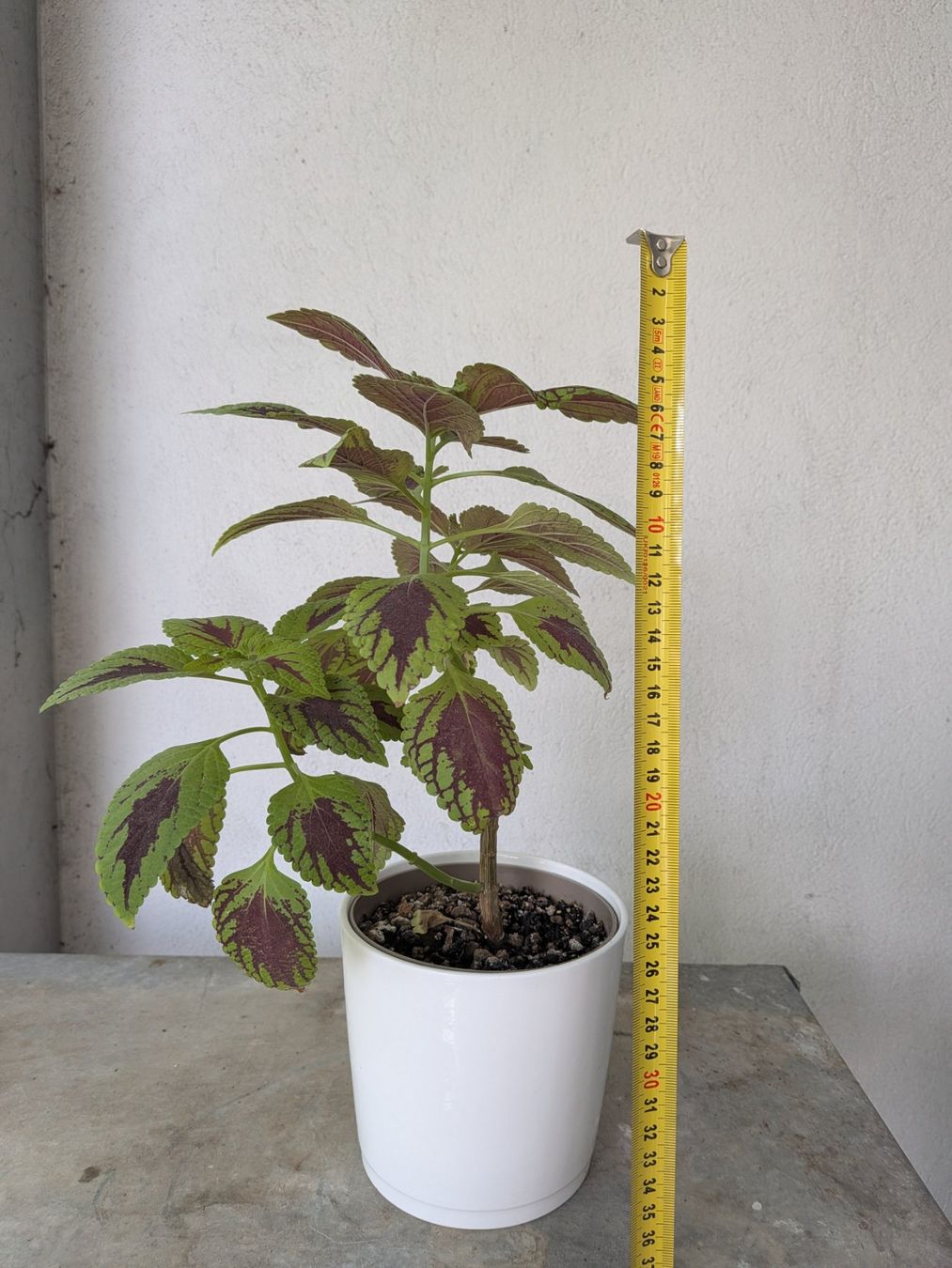 Plantes & graines: Buntnessel – D'occasion à Bern par Hydrom 2