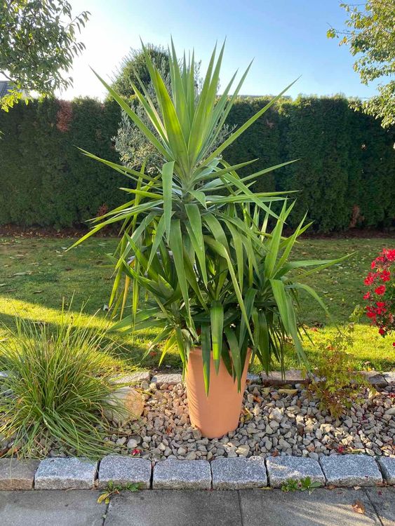 Yucca pflanze Kaufen auf Ricardo