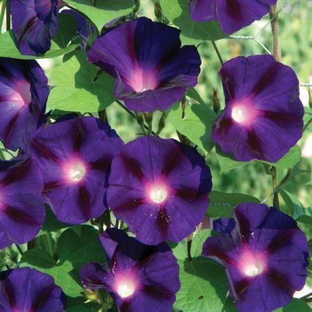 Pflanzen & Samen: 50 Samen Prunkwinde GRANDPA OTT Blume – Neu (gemäss Beschreibung) aus Ehrendingen von VerveinaSamen 5
