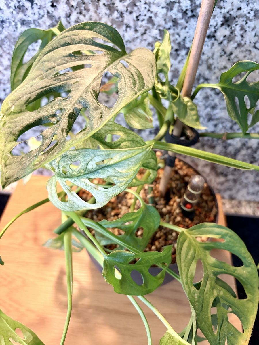 Plantes & graines: Monstera Adansonii – D'occasion à Kaiseraugst par dka_b97z