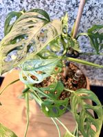 Monstera Adansonii