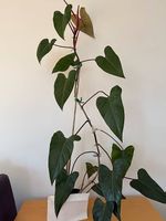Philodendron red emerald Zimmerpflanze rankend 120 cm