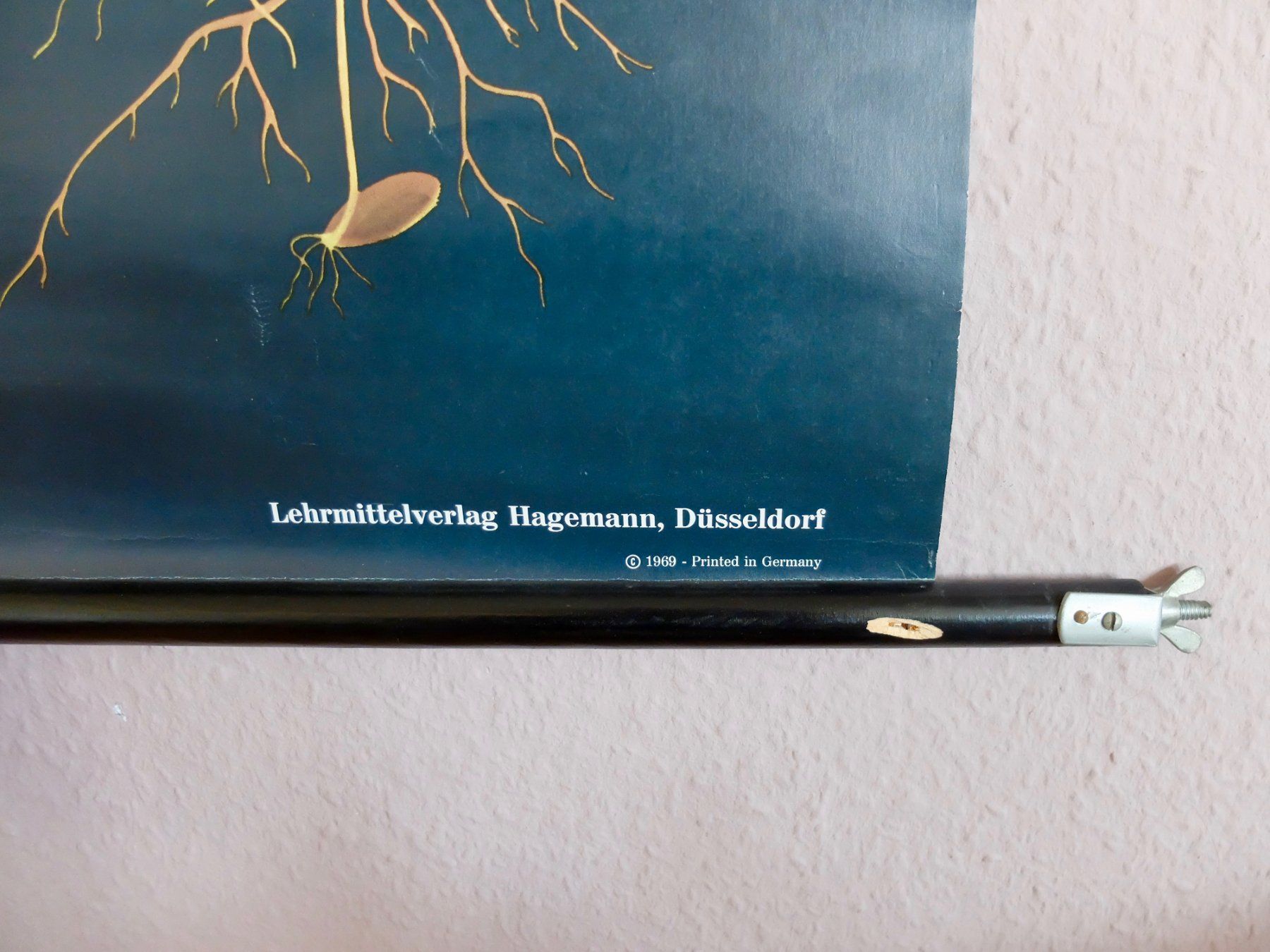 Foto & Immagini: SCHULWANDBILDER - BOTANIK - ROGGEN – Usato da Goldach venduto da Gaip 1