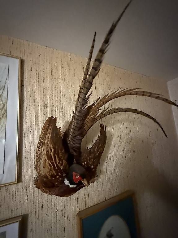 Il mondo degli animali: Trophées de chasse naturalisés – Usato da Prilly venduto da Cbaika 3
