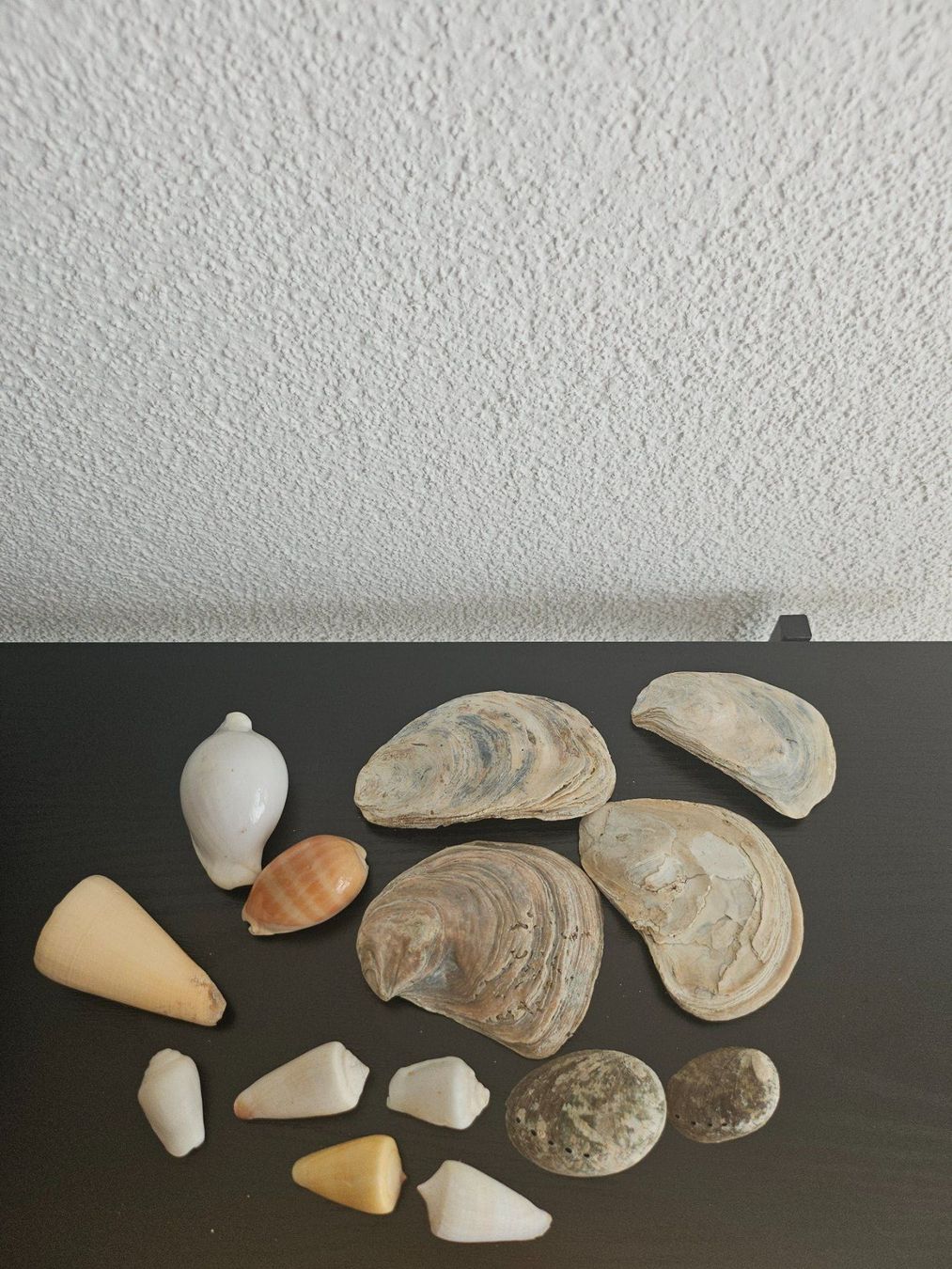 Fossili: Muscheln und Schneckenhäuser-Set – Usato da Rafz venduto da Domimir 1
