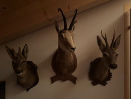 Chevreuils et chamois naturalisés