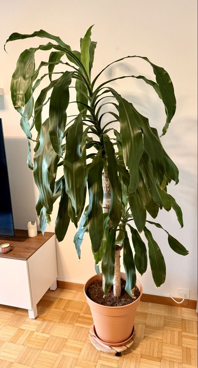 Piante & sementi: Drachenbaum (Dracaena fragrans) – Usato da Kriens venduto da Genschi