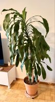 Drachenbaum (Dracaena fragrans)