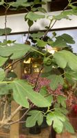 Feigenbaum