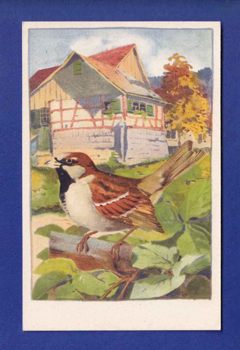 Cartes postales: OISEAU - Moineau – D'occasion à Pully par nicecards-shop