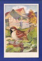 OISEAU - Moineau
