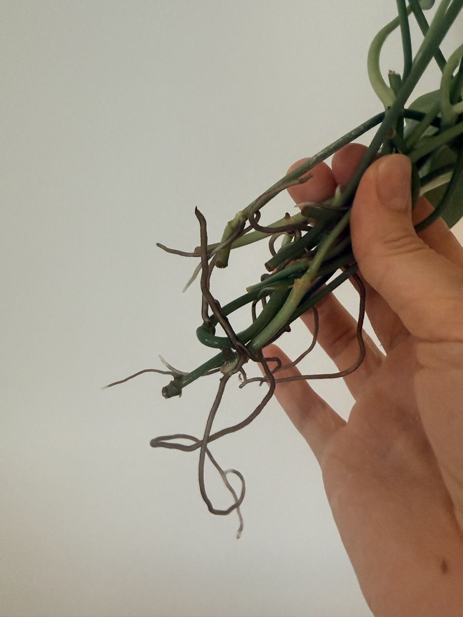Piante & sementi: Scindapsus pictus cuttings – Nuovo (secondo la descrizione) da Zürich venduto da gom_zxb8 1