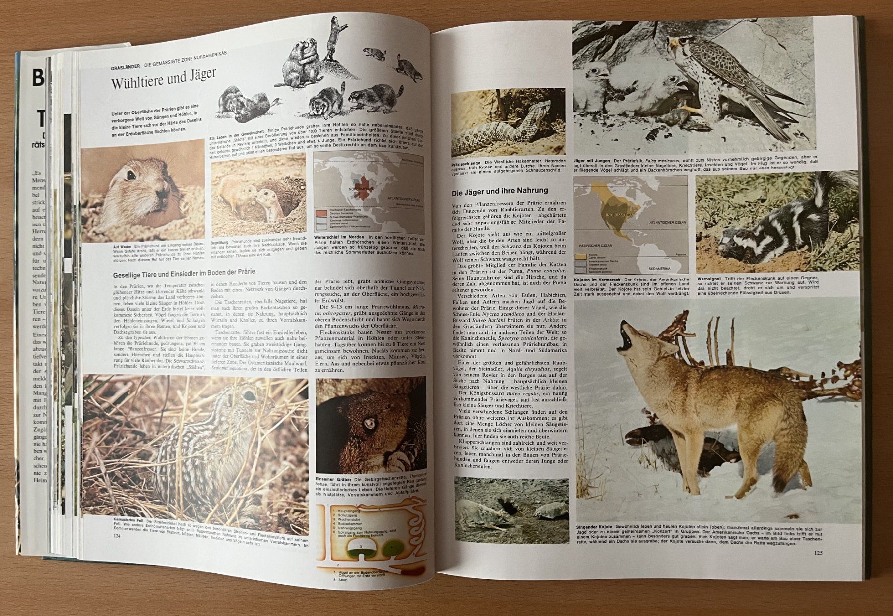 Libri: Bildatlas der Tierwelt – Usato da Lausen venduto da Mondeo10628 5