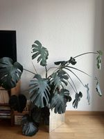 Monstera