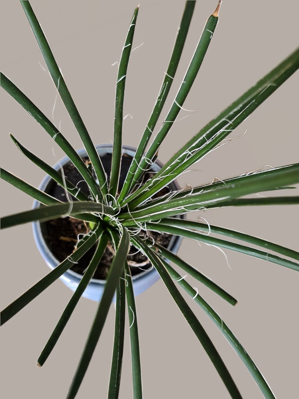 Plantes & graines: Agave geminiflora – Neuf (Voir description) à Aarburg par Glitzerschein 2