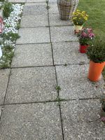 Gartenplatten 50x50 cm