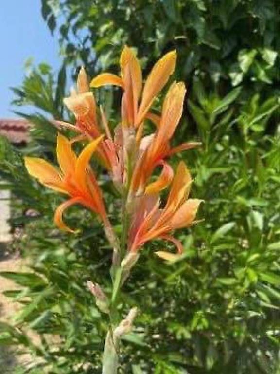 Autres: Canna – D'occasion à Frauenfeld par Irene.Schuppli