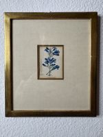 Pentstemon speciosum – Kupferstich nach Watts, 1840