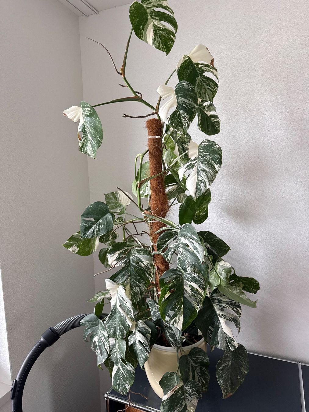 Piante & sementi: Monstera ganze Pflanze – Usato da Zug venduto da sir_pk