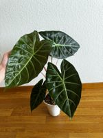 🌱 Alocasia pink dragon aurea