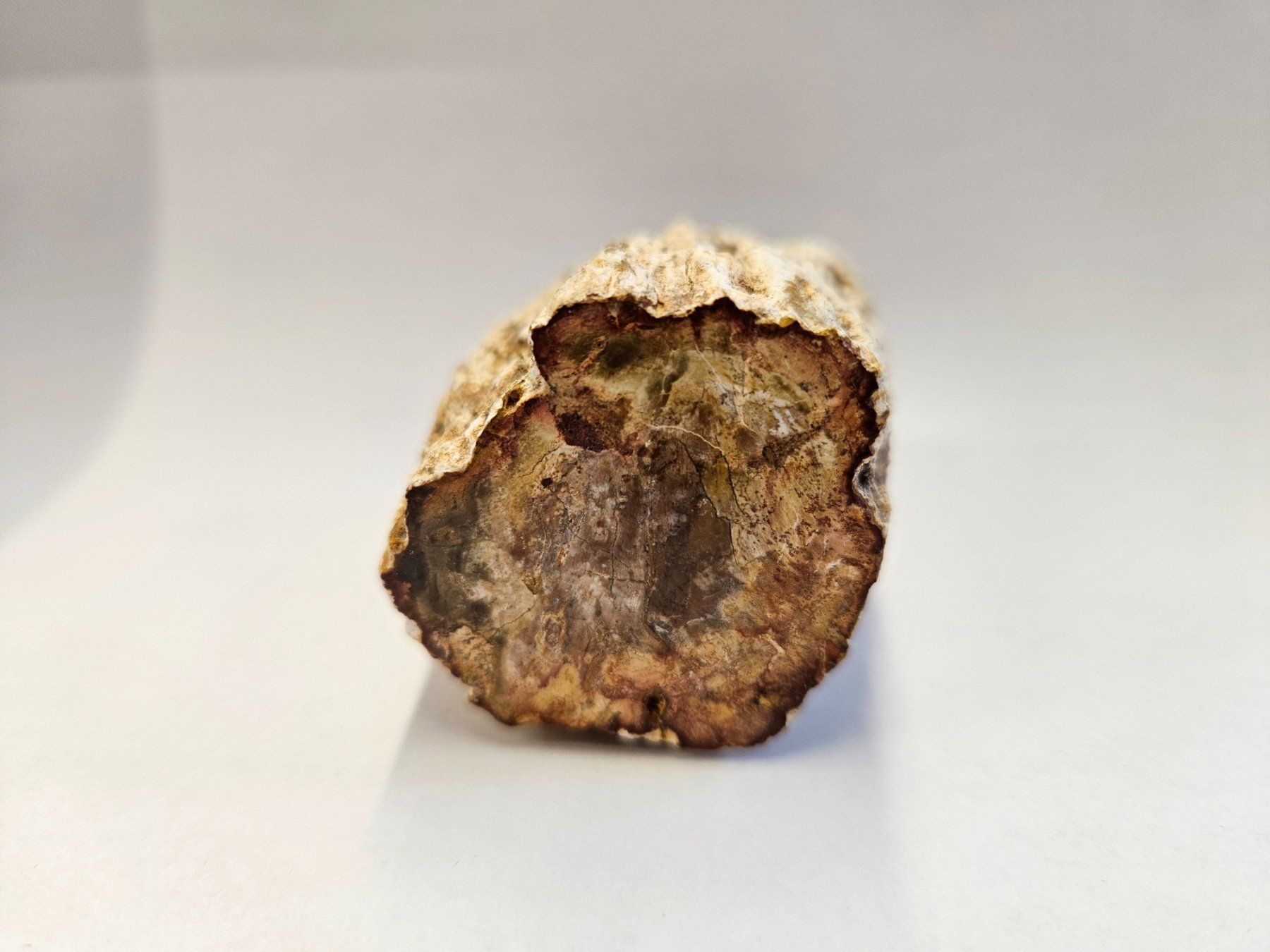 Fossili: Holz - Holzstämmchen versteinert - Madagskar – Usato da Heiden venduto da mats10 8
