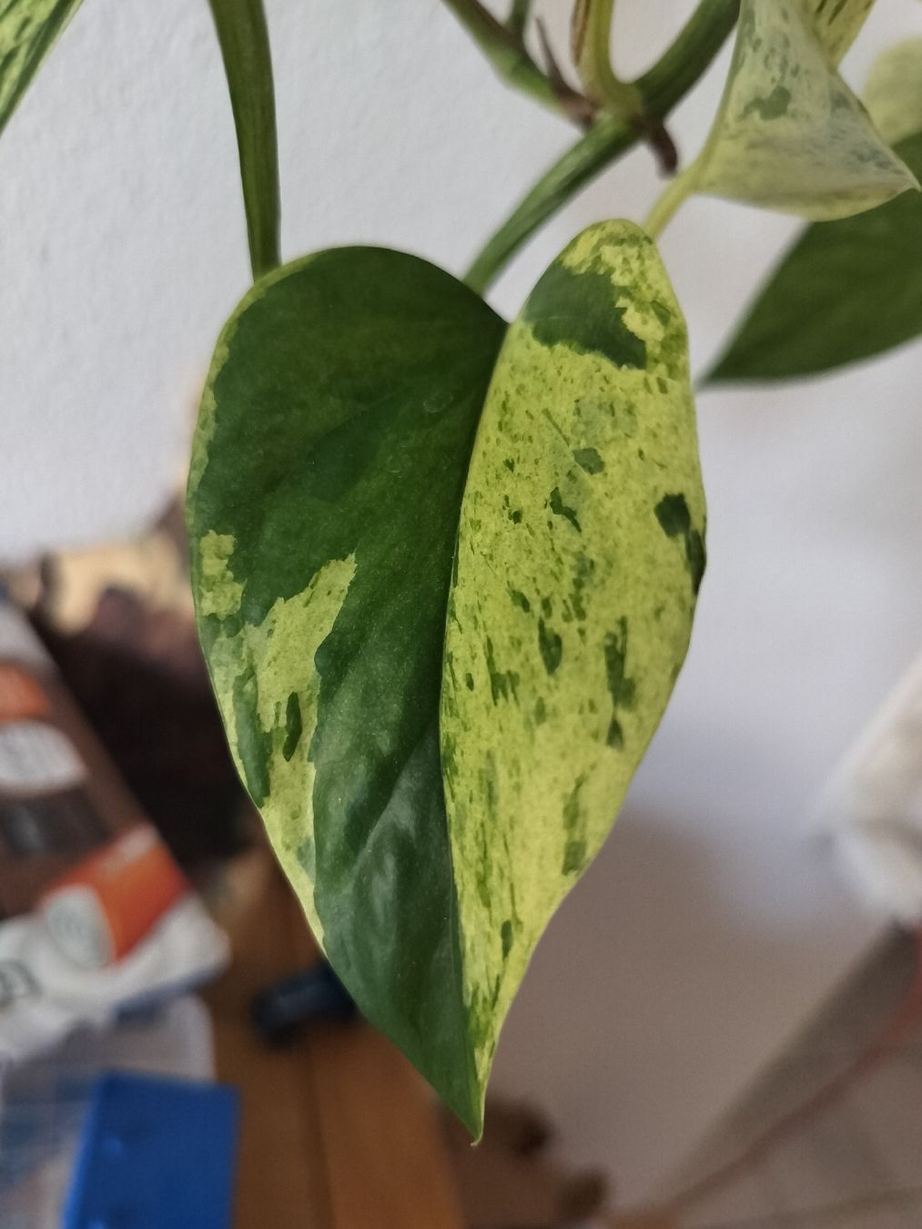 Piante & sementi: Zimmerpflanze Epipremnum Aureum "Marble Queen" pflanze – Nuovo (secondo la descrizione) da Urdorf venduto da jazz1984 2