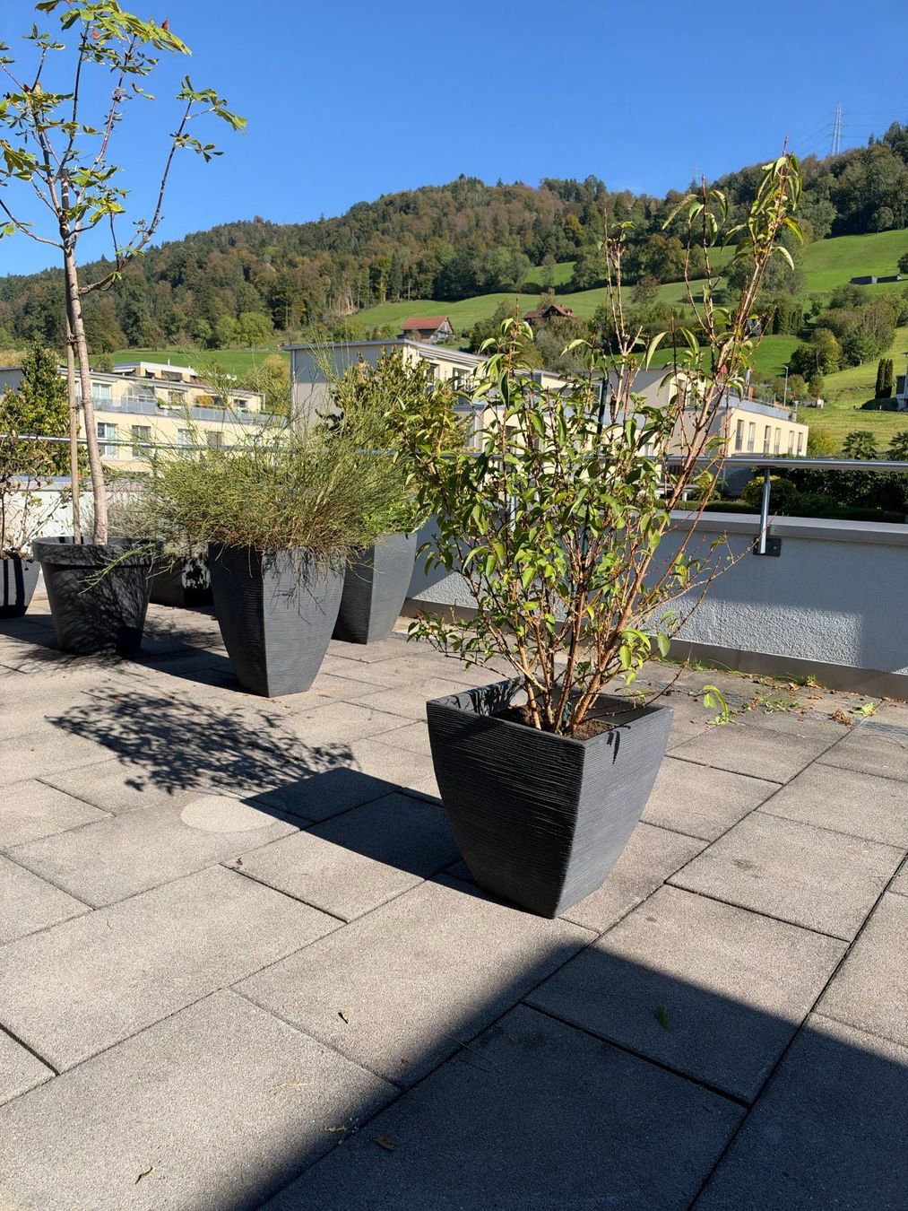Piante & sementi: Grüne Forsythie – Usato da Root venduto da calmchris 2